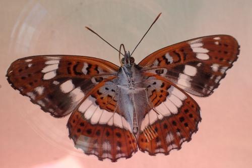 Réf. 235 531 : Limenitis camilla